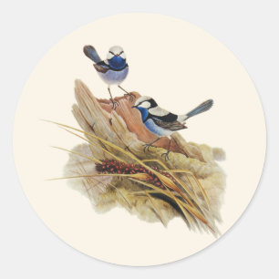 Turquoisine Superb Warbler Ronde Sticker