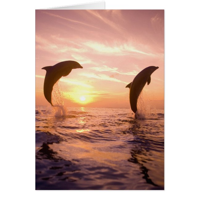 Tursiops truncatus (Voorkant)