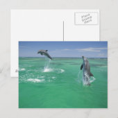 Tursiops truncatus briefkaart (Voorkant / Achterkant)