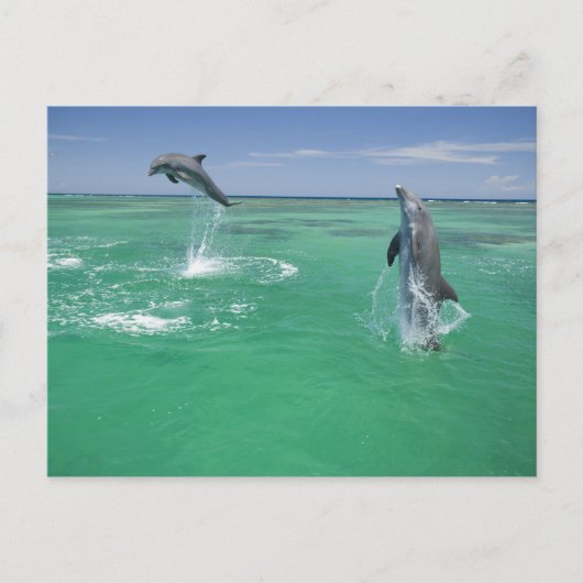 Tursiops truncatus briefkaart (Voorkant)