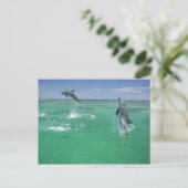 Tursiops truncatus briefkaart (Staand voorkant)