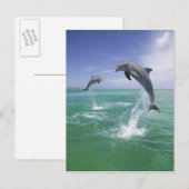 Tursiops truncatus briefkaart (Voorkant / Achterkant)