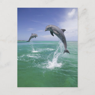 Tursiops truncatus briefkaart
