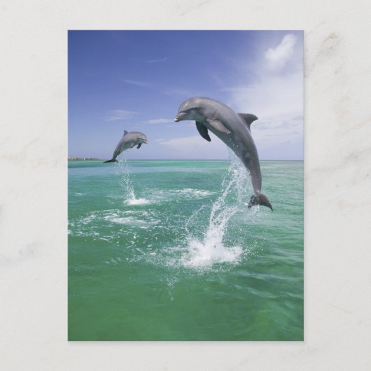 Tursiops truncatus briefkaart (Voorkant)