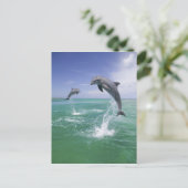 Tursiops truncatus briefkaart (Staand voorkant)