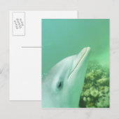 Tursiops truncatus briefkaart (Voorkant / Achterkant)