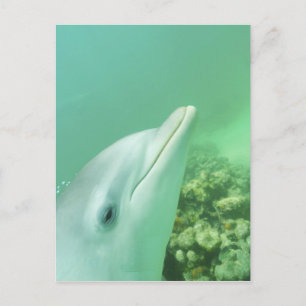 Tursiops truncatus briefkaart