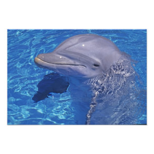 Tursiops truncatus foto afdruk
