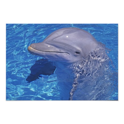 Tursiops truncatus foto afdruk (Voorkant)