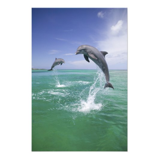 Tursiops truncatus foto afdruk (Voorkant)