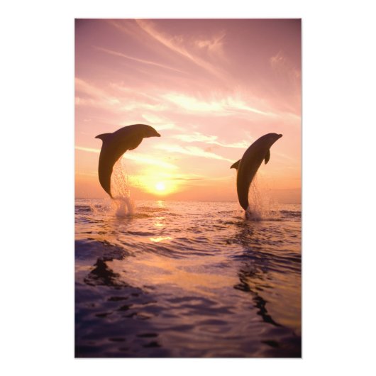 Tursiops truncatus foto afdruk (Voorkant)