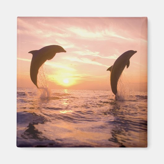 Tursiops truncatus magneet (Voorkant)