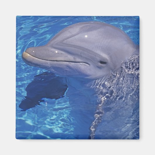 Tursiops truncatus magneet (Voorkant)