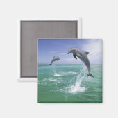 Tursiops truncatus magneet (Voorkant / Achterkant)