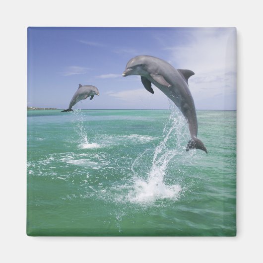 Tursiops truncatus magneet (Voorkant)