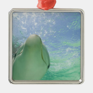 Tursiops truncatus) metalen ornament