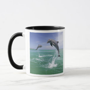 Tursiops truncatus mok