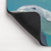 Tursiops truncatus muismat (Hoek)