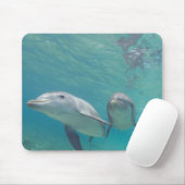 Tursiops truncatus muismat (Met muis)