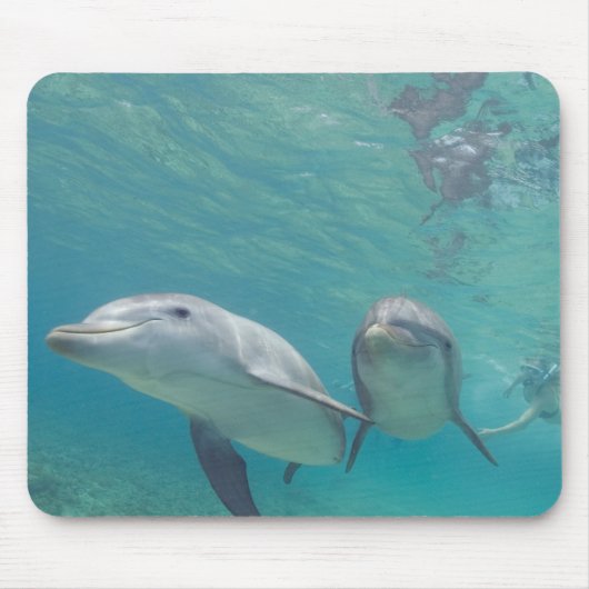 Tursiops truncatus muismat (Voorkant)