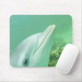 Tursiops truncatus muismat (Met muis)