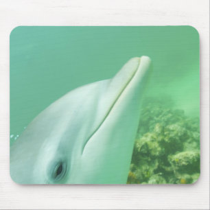 Tursiops truncatus muismat