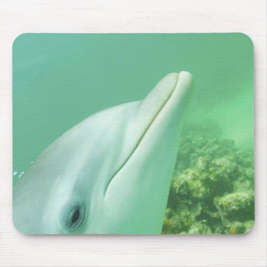 Tursiops truncatus muismat (Voorkant)