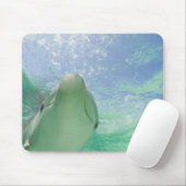 Tursiops truncatus) muismat (Met muis)