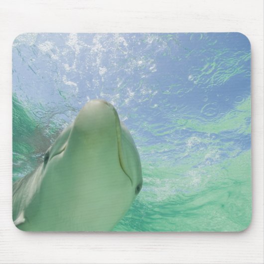 Tursiops truncatus) muismat (Voorkant)