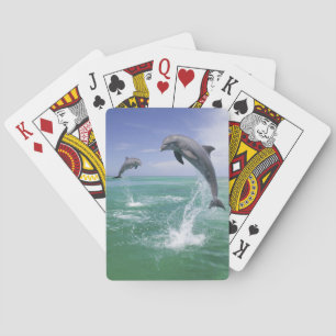 Tursiops truncatus pokerkaarten