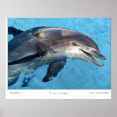 Tursiops Truncatus Poster (Voorkant)