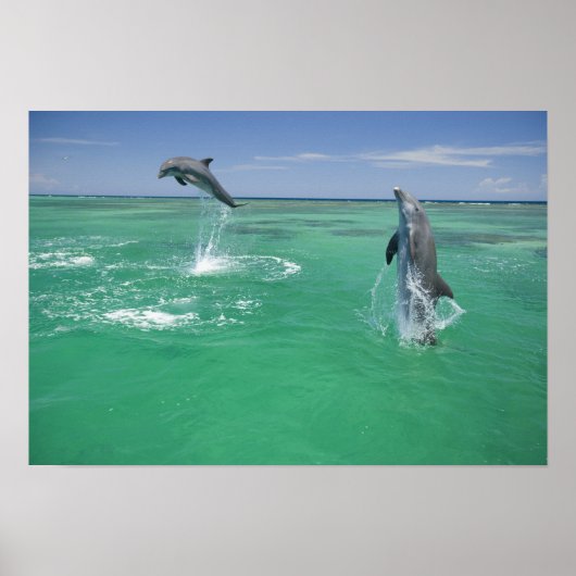 Tursiops truncatus poster (Voorkant)