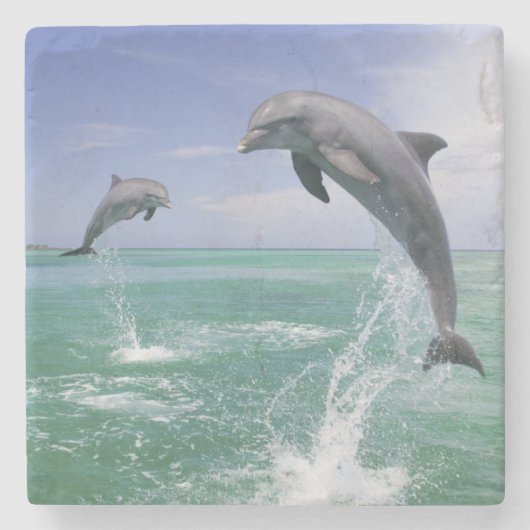 Tursiops truncatus stenen onderzetter (Voorkant)