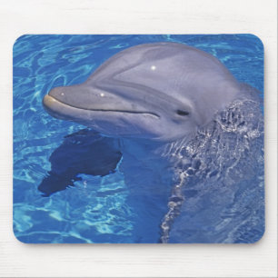 Tursiops Truncatus, Tuimelaar Muismat