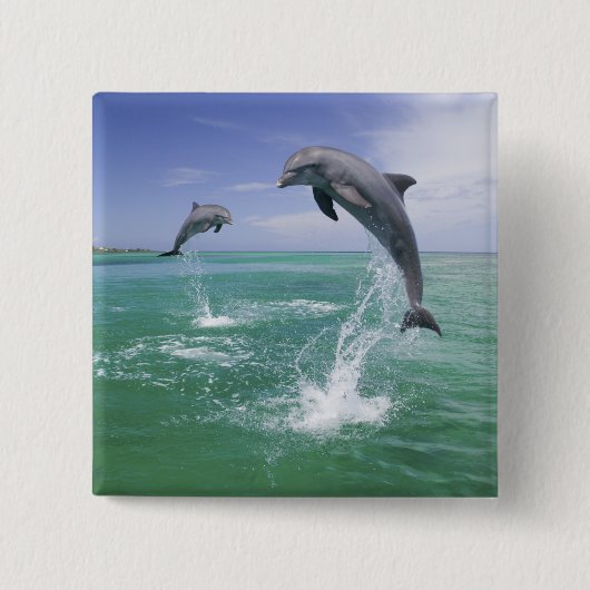 Tursiops truncatus vierkante button 5,1 cm (Voorkant)