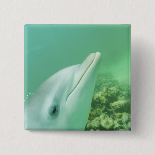 Tursiops truncatus vierkante button 5,1 cm (Voorkant)
