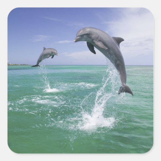 Tursiops truncatus vierkante sticker (Voorkant)