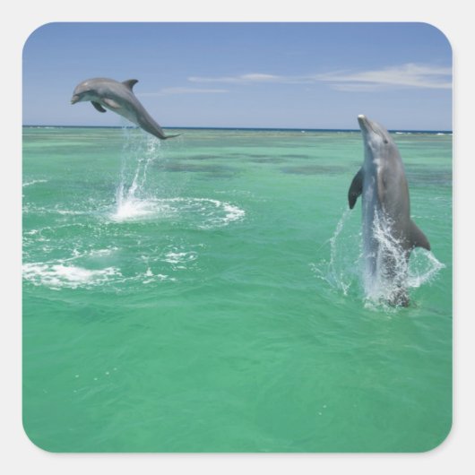Tursiops truncatus vierkante sticker (Voorkant)