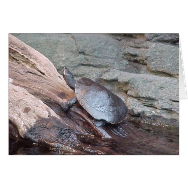 Turtle (Voorkant Horizontaal)