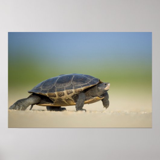 Turtle / Amfibie Close-up Foto Poster (Voorkant)