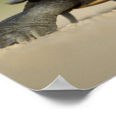 Turtle / Amfibie Close-up Foto Poster (Hoek)