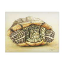 "Turtle" Art Reproduction Briefkaart