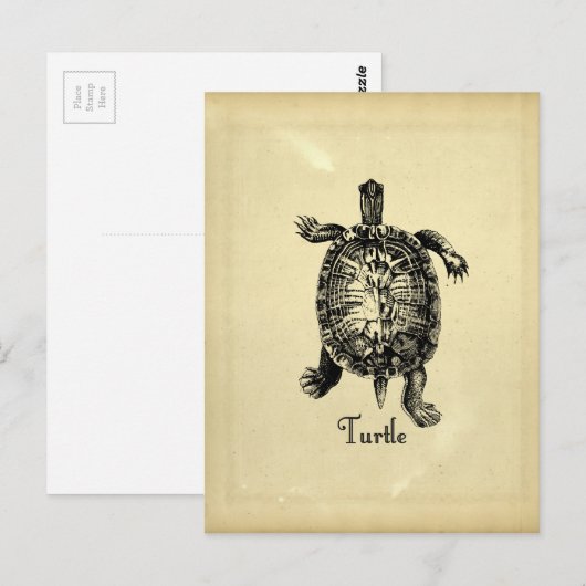 TURTLE BRIEFKAART (Voorkant / Achterkant)