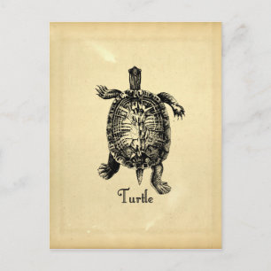 TURTLE BRIEFKAART