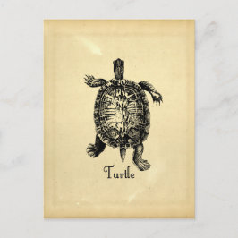 TURTLE BRIEFKAART