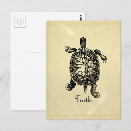 TURTLE BRIEFKAART (Voorkant / Achterkant)