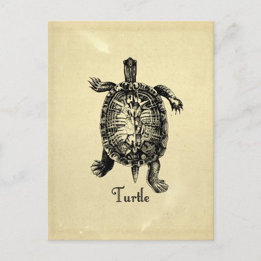  TURTLE BRIEFKAART (Voorkant)
