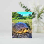 TURTLE BRIEFKAART (Staand voorkant)