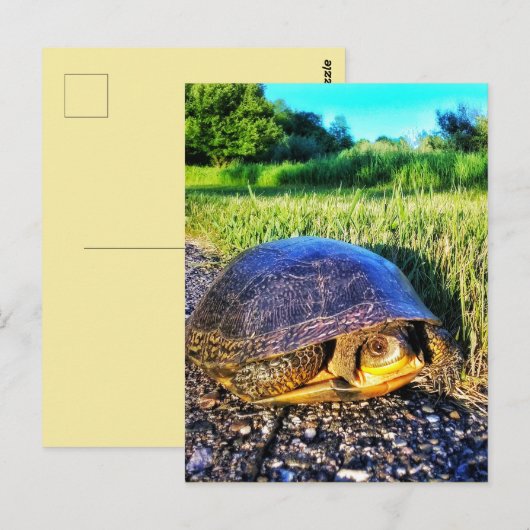 TURTLE BRIEFKAART (Voorkant / Achterkant)