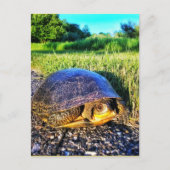 TURTLE BRIEFKAART (Voorkant)